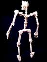 skeleton03.jpg