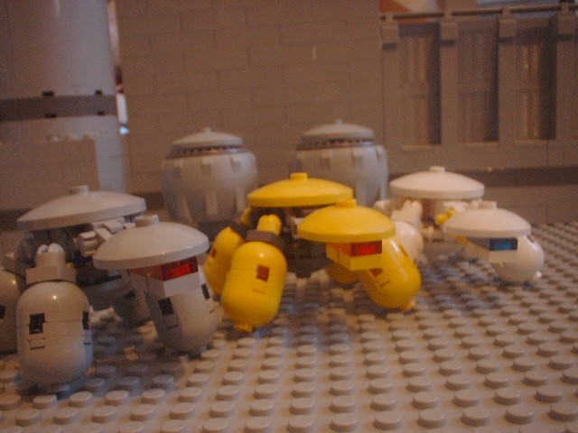 turtles_26.jpg