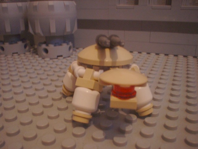 turtle_77.jpg