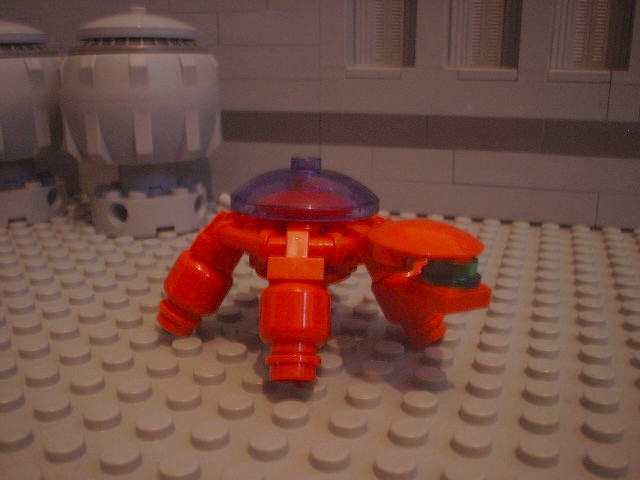 turtle_78.jpg