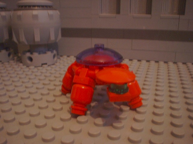 turtle_79.jpg