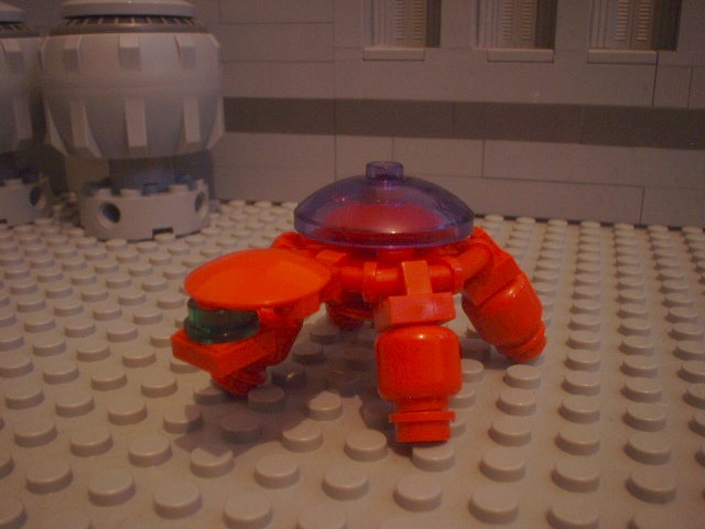 turtle_80.jpg