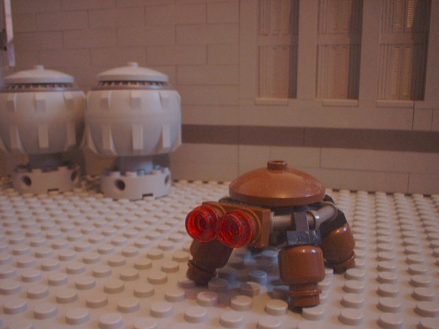 turtle_81.jpg