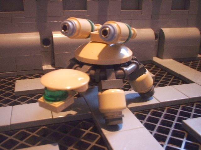 new_turtle_01.jpg