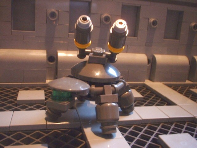 new_turtle_04.jpg