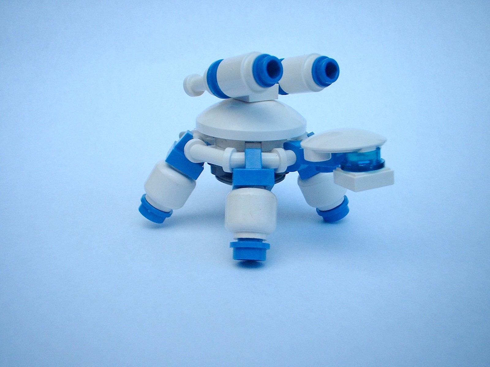 ccturtles007.jpg