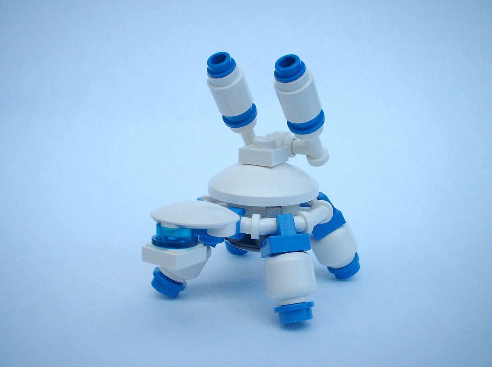 ccturtles008.jpg