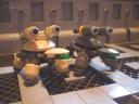 new_turtle_016.jpg