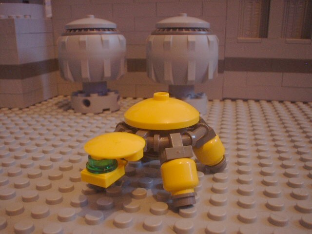 turtle_88.jpg