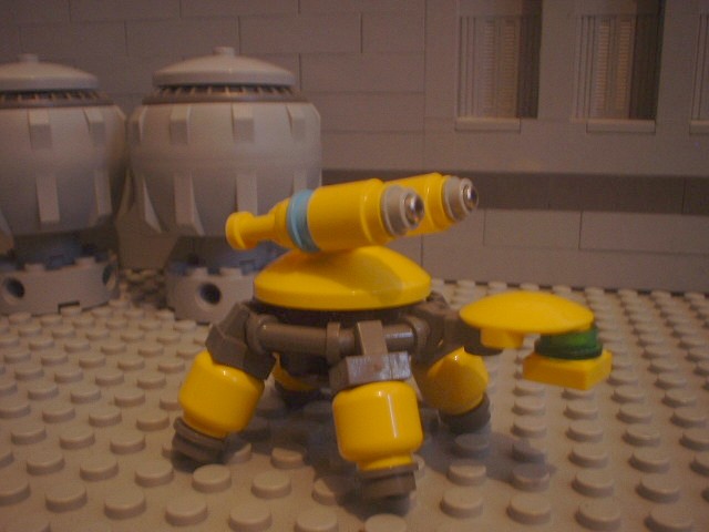 turtle_63.jpg