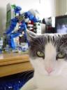 z-blue-bear-mr-jeeves-1.jpg