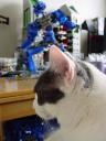 z-blue-bear-mr-jeeves-3.jpg
