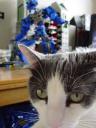 z-blue-bear-mr-jeeves-4.jpg