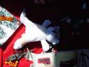 dsc00814.jpg
