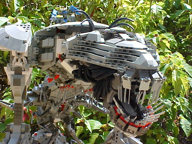 cankerworm2.jpg