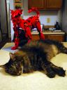z-cat-dog.jpg