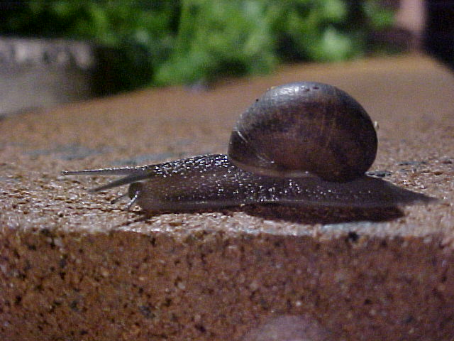 bricks-west-snail.jpg