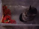 kitty-in-bin.jpg