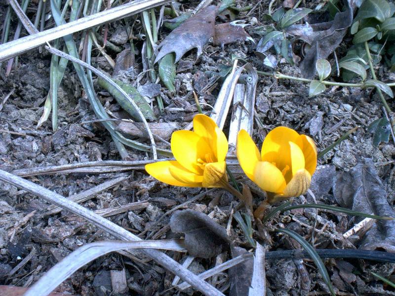 spring_greeting.jpg