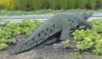alligator.jpg