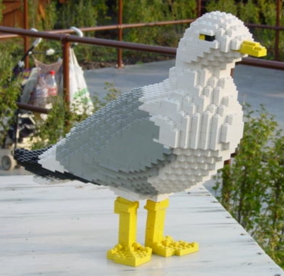 gull.jpg