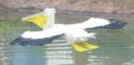 pelican-2.jpg