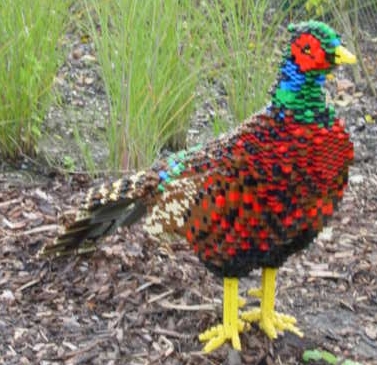 pheasant-2.jpg