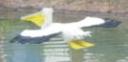 pelican-2.jpg