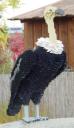vulture.jpg