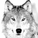 wolf1.jpg
