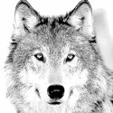 wolf1.jpg