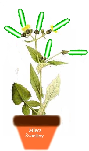 mlecz_swietlny.jpg