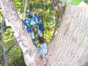lounging_in_a_tree.jpg