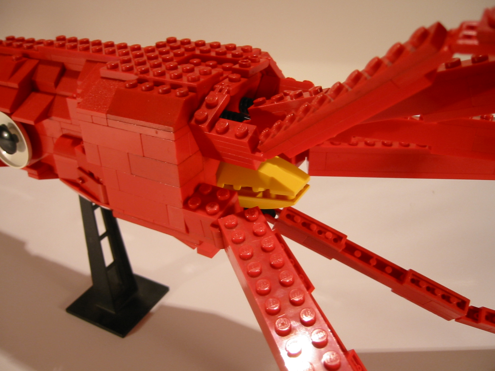 beak.jpg