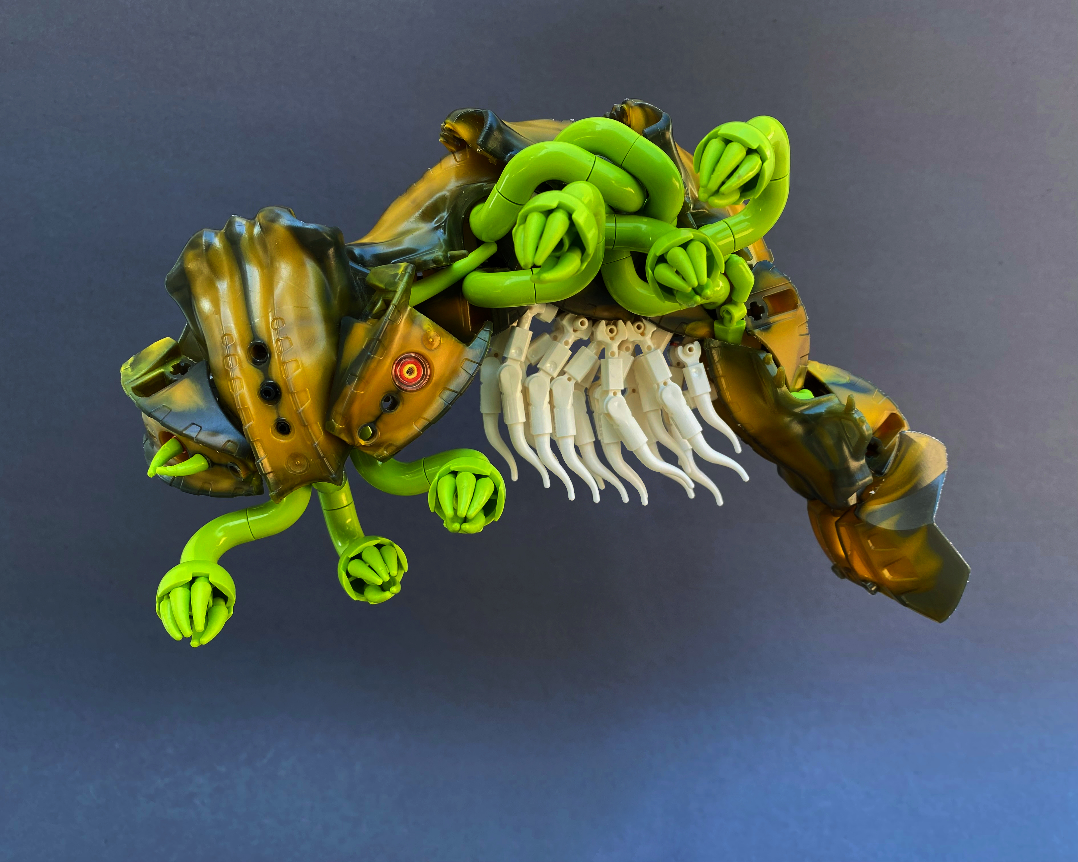 0infectedaurelia2.jpg