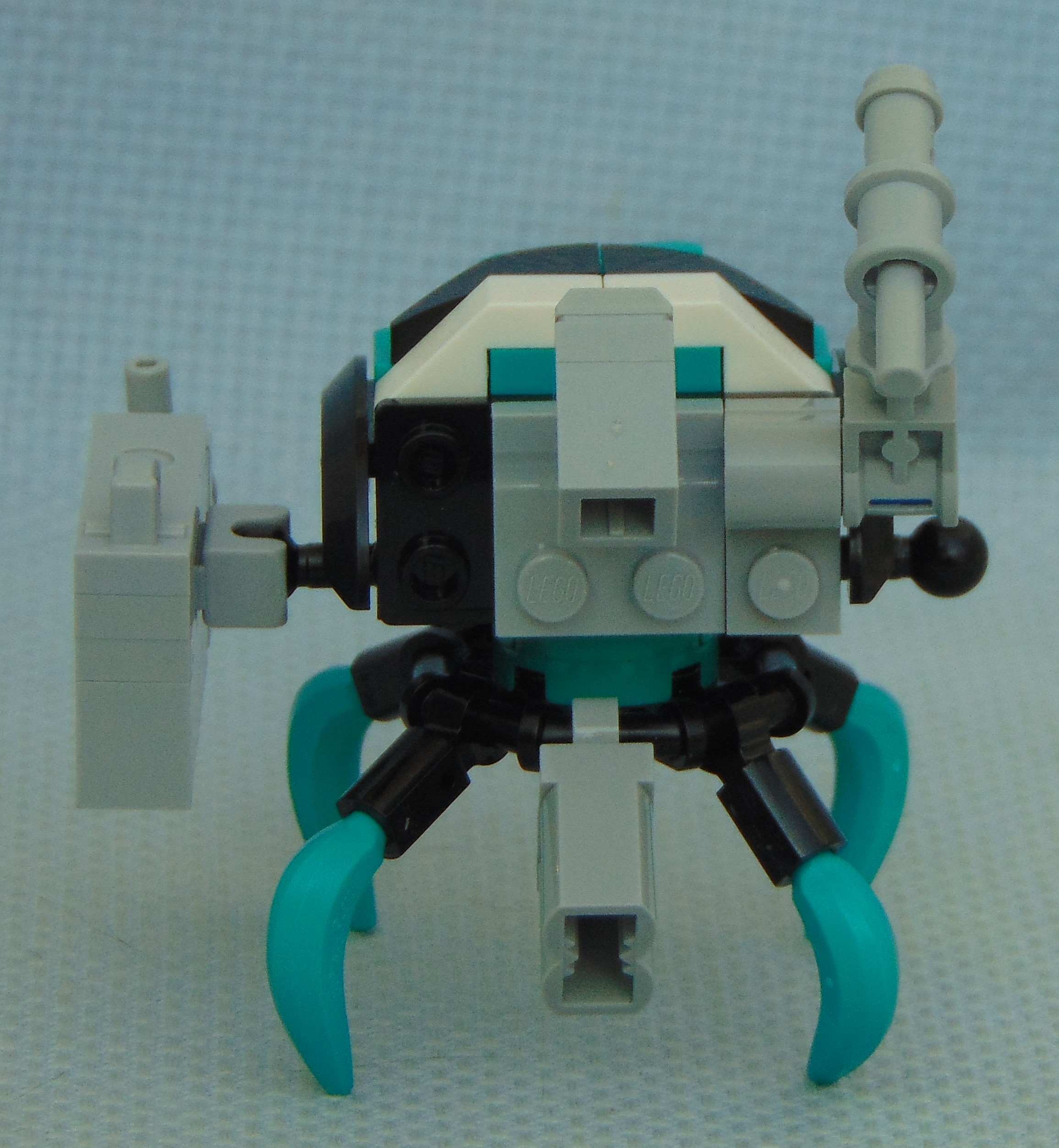 teal_aphid_soldier__rear.jpg