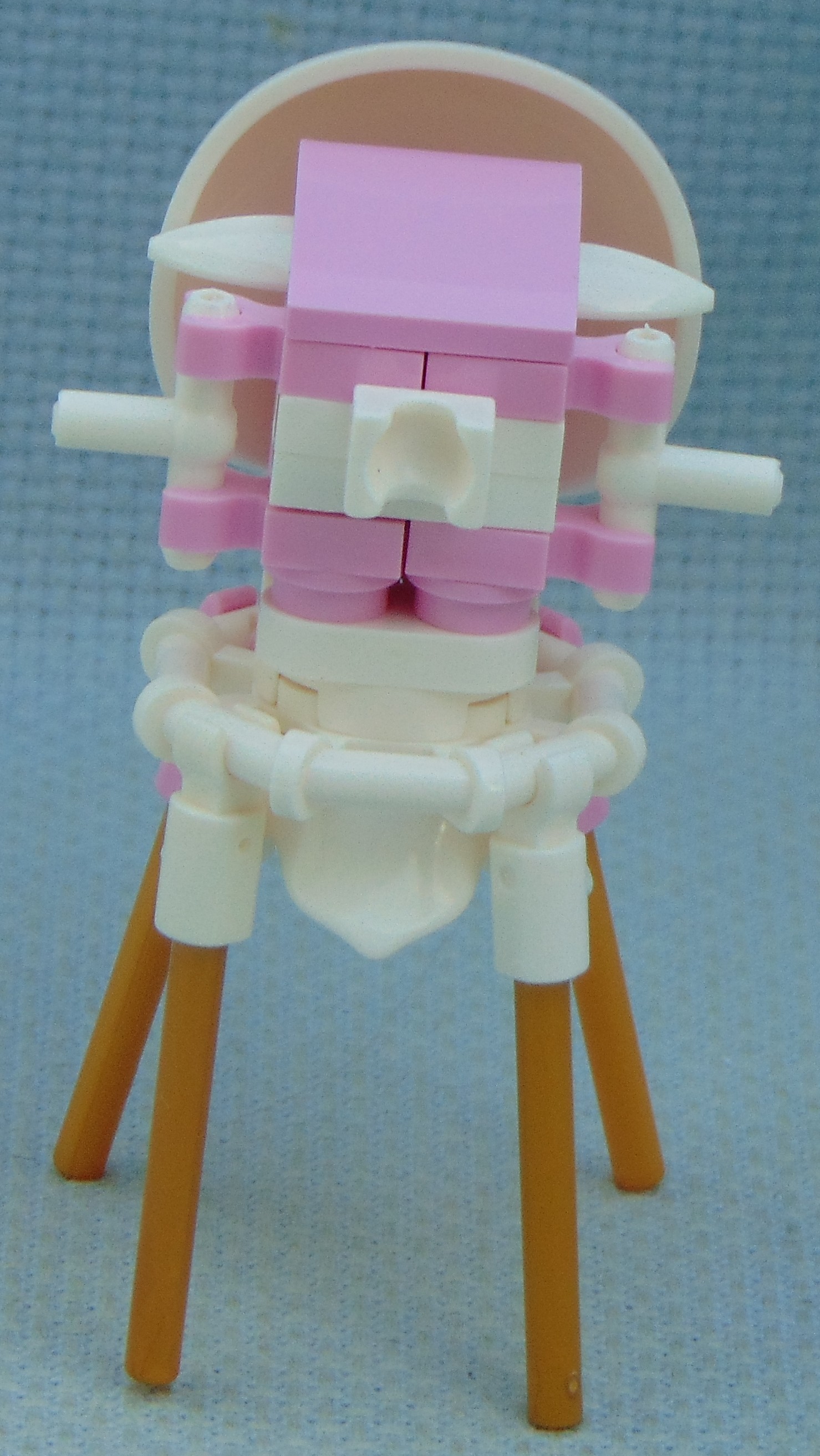 Giant_Water_Strider_Beetle__rear.JPG
