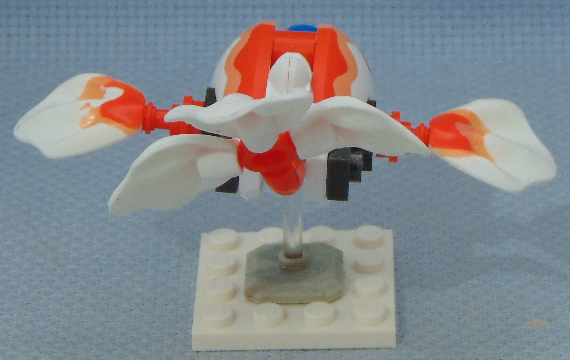 goldfish__rear.jpg