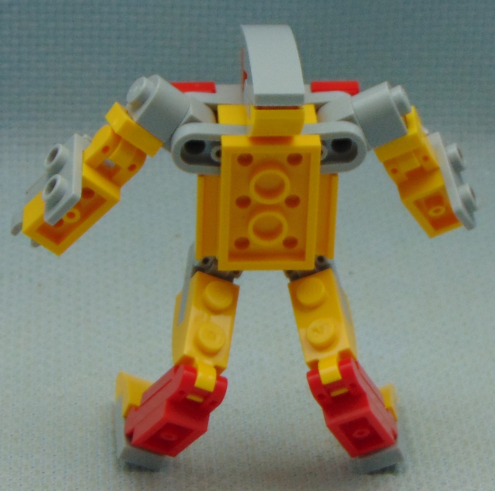 kangaroo__rear.jpg