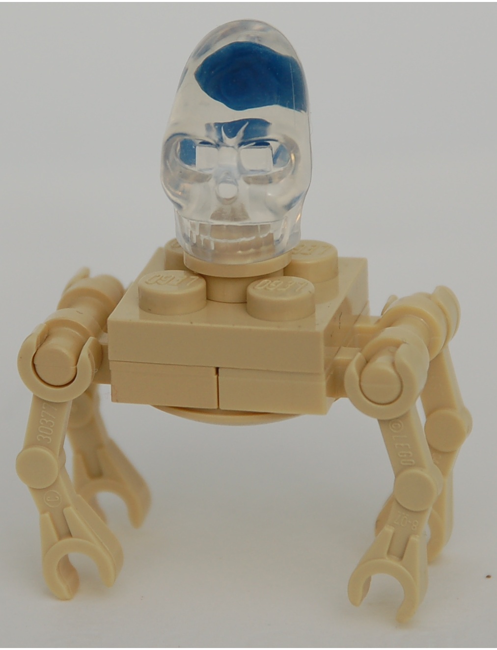 crystal_skull_spider__oblique.jpg