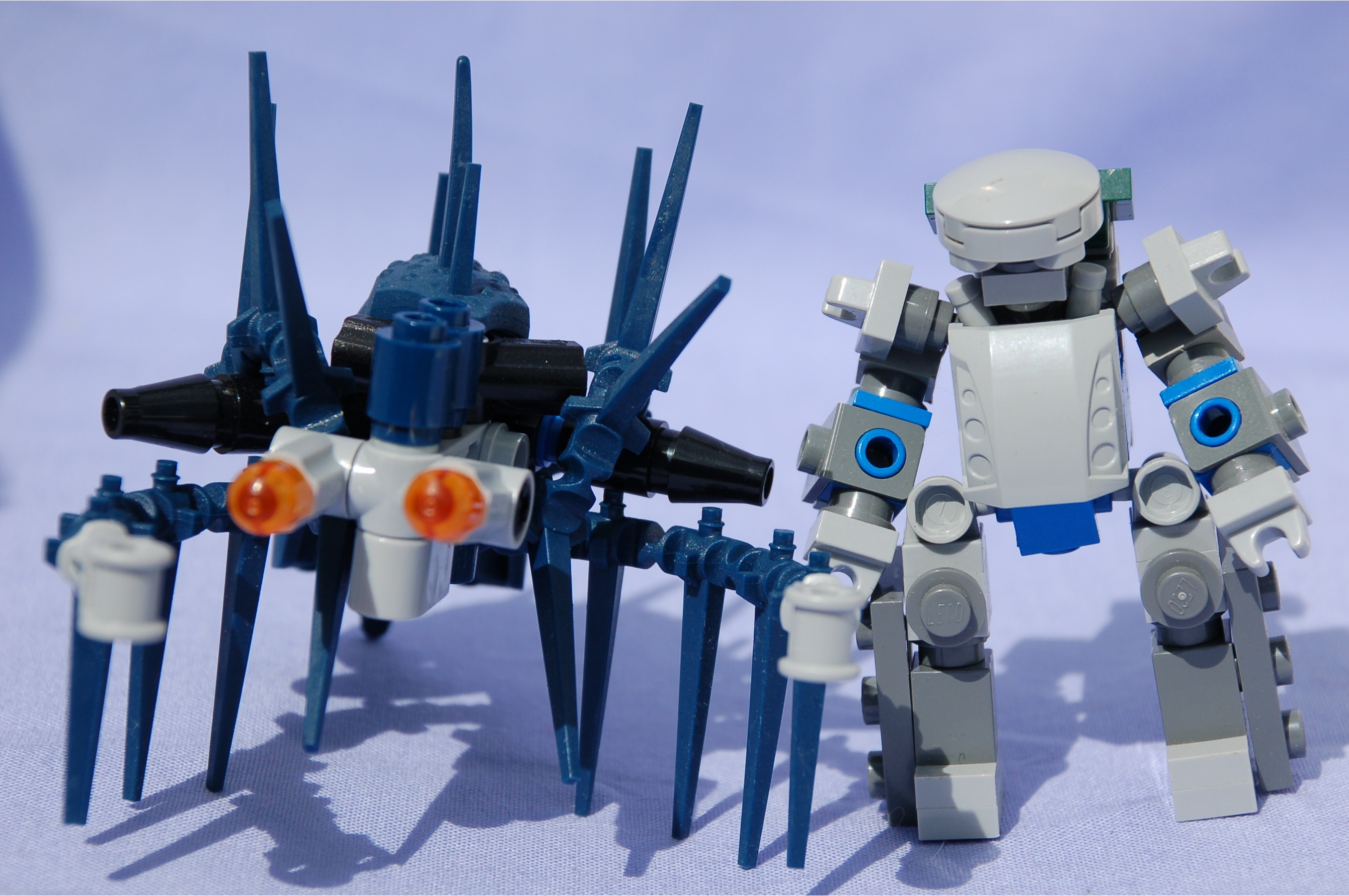 stomatopoda_and_chub.jpg