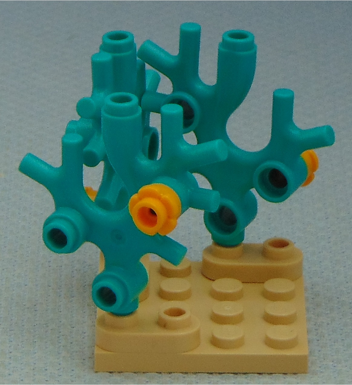 coral_formation__left.jpg