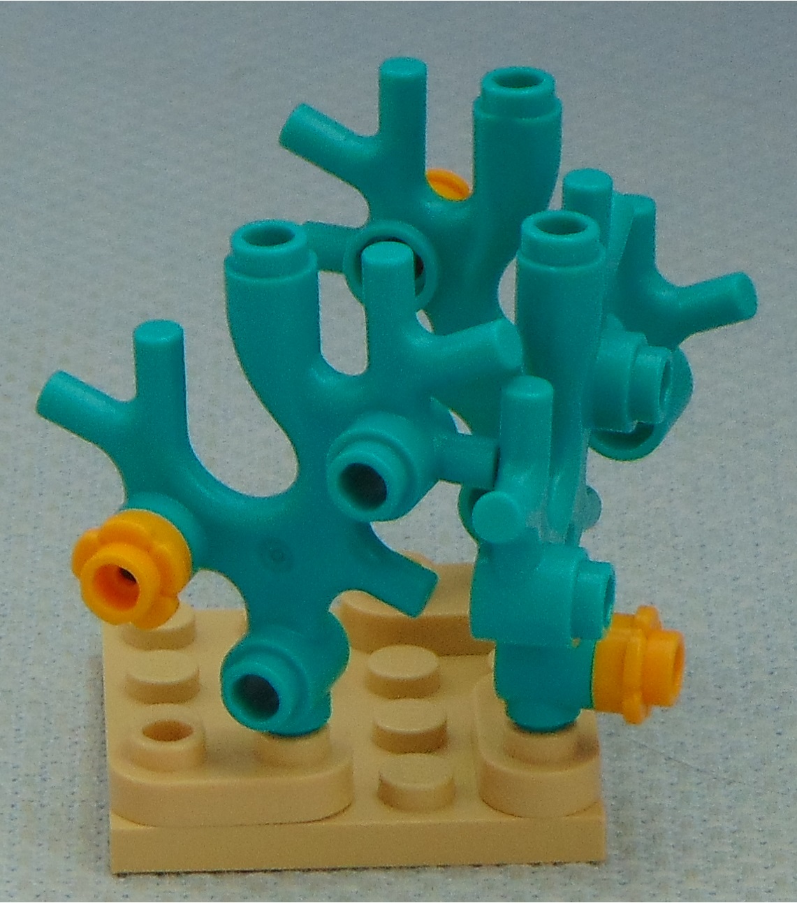 coral_formation__right.jpg