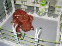 enclosure_15.jpg
