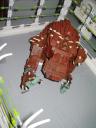 enclosure_16.jpg