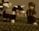 Cows