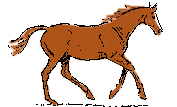 pony3.gif