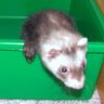 myferret1.bmp