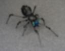 black-widow_02.jpg