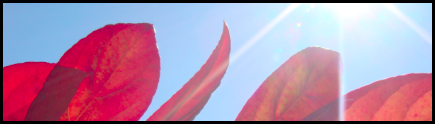 autumn_banner.png